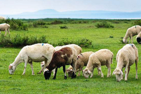 畜牧業.png 畜牧業.png