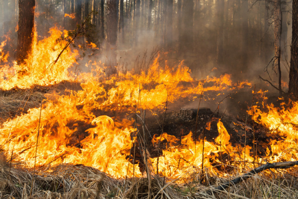 森林火災.png 森林火災.png